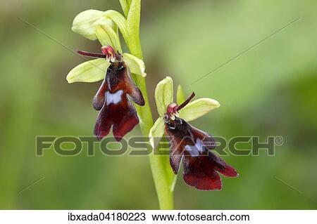 Fliegen-Ragwurz (Ophrys insectifera), zwei Bluten, Naturschutzgebiet Mackenberg, Nordrhein-Westfalen, Deutschland, Europa View Large Photo Image Stock Image - Fliegen-Ragwurz (Ophrys insectifera), zwei Bluten, Naturschutzgebiet Mackenberg, Nordrhein-Westfalen, Deutschland, Europa. Fotosearch
