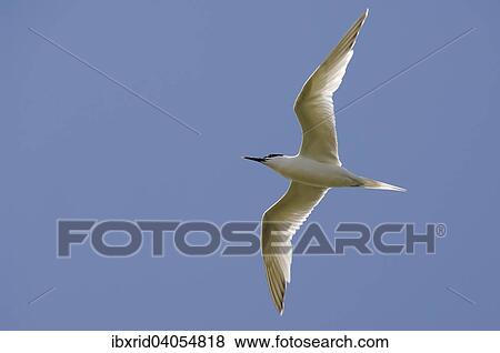 Fliegende Brandseeschwalbe (Sterna sandvicensis) vor blauem Himmel, Texel, Westfriesische Inseln, Nordholland, Niederlande, Europa View Large Photo Image Stock Photo - Fliegende Brandseeschwalbe (Sterna sandvicensis) vor blauem Himmel, Texel, Westfriesische Inseln, Nordholland, Niederlande, Europa. Fotosearch