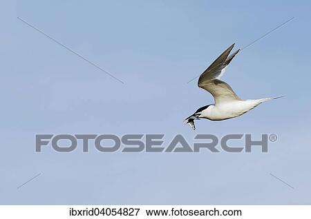 Fliegende Brandseeschwalbe (Sterna sandvicensis) mit einem Fisch im Schnabel vor blauem Himmel, Texel, Westfriesische Inseln, Nordholland, Niederlande, Europa View Large Photo Image Stock Photo - Fliegende Brandseeschwalbe (Sterna sandvicensis) mit einem Fisch im Schnabel vor blauem Himmel, Texel, Westfriesische Inseln, Nordholland, Niederlande, Europa. Fotosearch