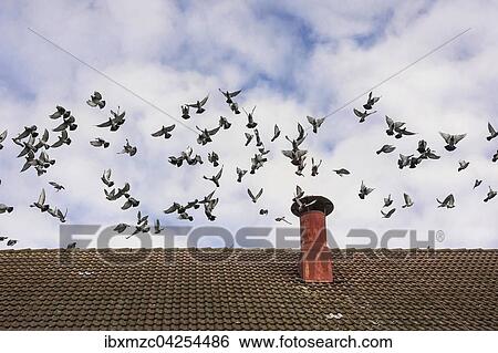 Stock Photograph - Fliegende Haustauben uber einem Dach, Bayern, Deutschland, Europa. Fotosearch