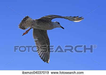 Fliegende junge Mittelmeermowe (Larus michahellis) gegen blauen Himmel, Zingst, Darss, Mecklenburg-Vorpommern, Deutschland, Europa View Large Photo Image Stock Photo - Fliegende junge Mittelmeermowe (Larus michahellis) gegen blauen Himmel, Zingst, Darss, Mecklenburg-Vorpommern, Deutschland, Europa. Fotosearch