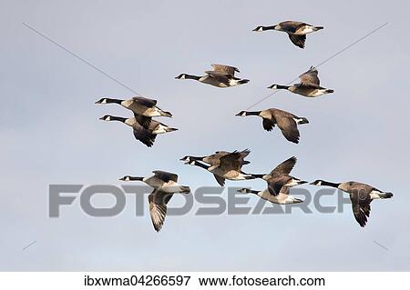 Fliegende Kanadaganse (Branta canadensis), Hessen, Deutschland, Europa View Large Photo Image Stock Photo - Fliegende Kanadaganse (Branta canadensis), Hessen, Deutschland, Europa. Fotosearch
