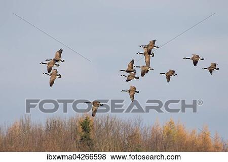Fliegende Kanadaganse (Branta canadensis), Hessen, Deutschland, Europa View Large Photo Image Stock Photo - Fliegende Kanadaganse (Branta canadensis), Hessen, Deutschland, Europa. Fotosearch
