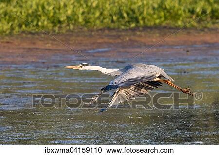 Fliegender Graureiher (Ardea cinerea), Hessen, Deutschland, Europa View Large Photo Image Stock Image - Fliegender Graureiher (Ardea cinerea), Hessen, Deutschland, Europa. Fotosearch
