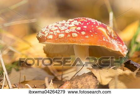 Fliegenpilz (Amanita muscaria) im trockenen laub, Hessen, Deutschland, Europa View Large Photo Image Stock Photo - Fliegenpilz (Amanita muscaria) im trockenen laub, Hessen, Deutschland, Europa. Fotosearch