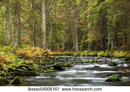 Fluss Grosser Regen, Herbst, Nationalpark Bayerischer Wald, Bayern, Deutschland, Europa View Large Photo Image Stock Photo - Fluss Grosser Regen, Herbst, Nationalpark Bayerischer Wald, Bayern, Deutschland, Europa. Fotosearch