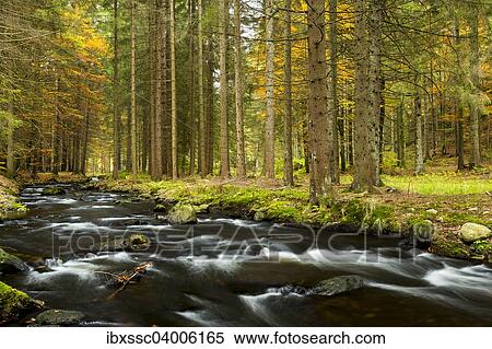 Fluss Kleiner Regen, Herbst, Nationalpark Bayerischer Wald, bei Fraunau, Bayern, Deutschland, Europa View Large Photo Image Stock Photography - Fluss Kleiner Regen, Herbst, Nationalpark Bayerischer Wald, bei Fraunau, Bayern, Deutschland, Europa. Fotosearch