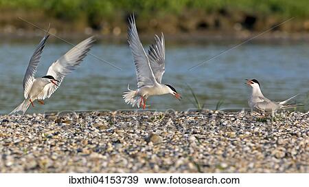 Fluss-Seeschwalben (Sterna hirundo) Brutkolonie an der Nordsee, Texel, Niederlande, Europa View Large Photo Image Stock Photo - Fluss-Seeschwalben (Sterna hirundo) Brutkolonie an der Nordsee, Texel, Niederlande, Europa. Fotosearch