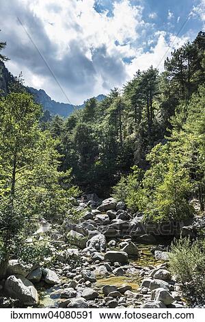 Flussbett des Tavignano, Corte, Departement Haute-Corse, Korsika, Frankreich, Europa View Large Photo Image Stock Image - Flussbett des Tavignano, Corte, Departement Haute-Corse, Korsika, Frankreich, Europa. Fotosearch