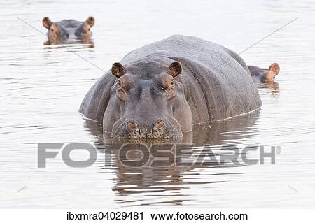 Flusspferd (Hippopotamus amphibius) in einem Wasserloch, zur Halfte im Wasser, Okavango-Delta, Botswana, Afrika View Large Photo Image Stock Image - Flusspferd (Hippopotamus amphibius) in einem Wasserloch, zur Halfte im Wasser, Okavango-Delta, Botswana, Afrika. Fotosearch