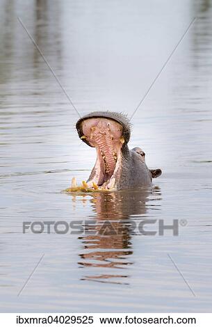 Flusspferd (Hippopotamus amphibius) in einem Wasserloch reisst sein Maul weit auf, Okavango-Delta, Botswana, Afrika View Large Photo Image Stock Photography - Flusspferd (Hippopotamus amphibius) in einem Wasserloch reisst sein Maul weit auf, Okavango-Delta, Botswana, Afrika. Fotosearch