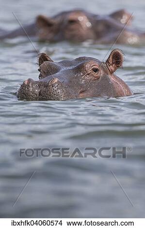 Picture - Flusspferd (Hippopotamus amphibius), Queen-Elizabeth-Nationalpark, Uganda, Afrika. Fotosearch