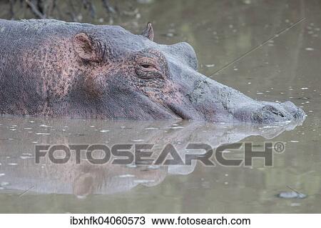 Stock Image - Flusspferd (Hippopotamus amphibius), Queen-Elizabeth-Nationalpark, Uganda, Afrika. Fotosearch