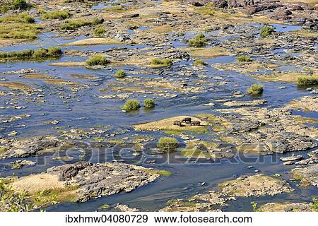 Flusspferde (Hippopotamus amphibius) im Olifants River, Kruger-Nationalpark, Sudafrika View Large Photo Image Stock Photo - Flusspferde (Hippopotamus amphibius) im Olifants River, Kruger-Nationalpark, Sudafrika. Fotosearch