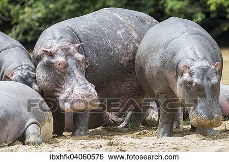 Flusspferde (Hippopotamus amphibius), Queen-Elizabeth-Nationalpark, Uganda, Afrika View Large Photo Image Stock Photograph - Flusspferde (Hippopotamus amphibius), Queen-Elizabeth-Nationalpark, Uganda, Afrika. Fotosearch