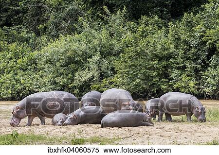 Flusspferde (Hippopotamus amphibius), Queen-Elizabeth-Nationalpark, Uganda, Afrika View Large Photo Image Stock Photography - Flusspferde (Hippopotamus amphibius), Queen-Elizabeth-Nationalpark, Uganda, Afrika. Fotosearch
