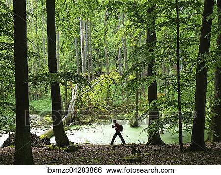 Stock Photograph - Fotograf auf Motivsuche, Feuchtgebiet in einem Buchenwald, Othenstorf, Mecklenburg-Vorpommern, Deutschland, Europa. Fotosearch