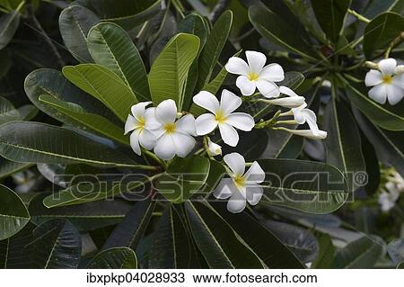 Stock Image - Frangipani-Bluten (Plumeria sp. ), Thailand, Asien. Fotosearch