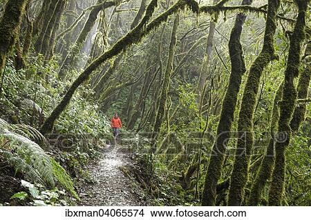 Frau wandert im Nebelwald, Lorbeerwald, Nationalpark Garajonay, La Gomera, Kanarische Inseln, Spanien, Europa View Large Photo Image Picture - Frau wandert im Nebelwald, Lorbeerwald, Nationalpark Garajonay, La Gomera, Kanarische Inseln, Spanien, Europa. Fotosearch