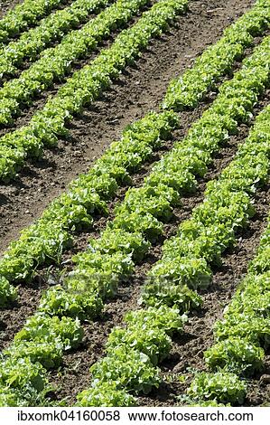 Freilandsalate auf einem Feld, Eberdingen, Baden-Wurttemberg, Deutschland, Europa View Large Photo Image Stock Photo - Freilandsalate auf einem Feld, Eberdingen, Baden-Wurttemberg, Deutschland, Europa. Fotosearch