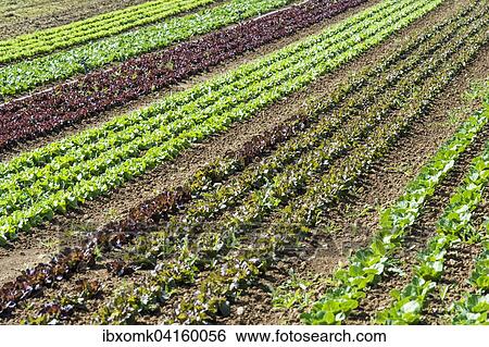 Freilandsalate auf einem Feld, Eberdingen, Baden-Wurttemberg, Deutschland, Europa View Large Photo Image Stock Photograph - Freilandsalate auf einem Feld, Eberdingen, Baden-Wurttemberg, Deutschland, Europa. Fotosearch