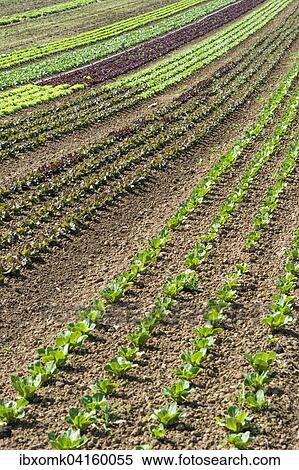 Freilandsalate auf einem Feld, Eberdingen, Baden-Wurttemberg, Deutschland, Europa View Large Photo Image Stock Photography - Freilandsalate auf einem Feld, Eberdingen, Baden-Wurttemberg, Deutschland, Europa. Fotosearch