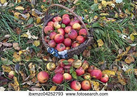 Frisch gepfluckte Cox Orange Aepfel (Malus domestica) in einem Korb auf einer Herbstwiese, Mittelfranken, Bayern, Deutschland, Europa View Large Photo Image Stock Image - Frisch gepfluckte Cox Orange Aepfel (Malus domestica) in einem Korb auf einer Herbstwiese, Mittelfranken, Bayern, Deutschland, Europa. Fotosearch