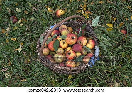 Frisch gepfluckte Cox Orange Aepfel (Malus domestica) in einem Korb im Gras, Mittelfranken, Bayern, Deutschland, Europa View Large Photo Image Stock Image - Frisch gepfluckte Cox Orange Aepfel (Malus domestica) in einem Korb im Gras, Mittelfranken, Bayern, Deutschland, Europa. Fotosearch