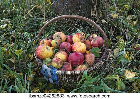 Frisch gepfluckte Cox Orange Aepfel (Malus domestica) in einem Korb im Gras, Mittelfranken, Bayern, Deutschland, Europa View Large Photo Image Stock Image - Frisch gepfluckte Cox Orange Aepfel (Malus domestica) in einem Korb im Gras, Mittelfranken, Bayern, Deutschland, Europa. Fotosearch