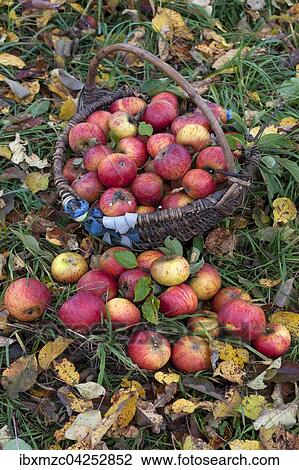 Frisch gepfluckte Cox Orange Aepfel (Malus domestica) in einem Korb auf einer Herbstwiese, Mittelfranken, Bayern, Deutschland, Europa View Large Photo Image Stock Image - Frisch gepfluckte Cox Orange Aepfel (Malus domestica) in einem Korb auf einer Herbstwiese, Mittelfranken, Bayern, Deutschland, Europa. Fotosearch