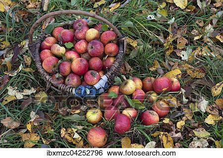 Frisch gepfluckte Cox Orange Aepfel (Malus domestica) in einem Korb auf einer Herbstwiese, Mittelfranken, Bayern, Deutschland, Europa View Large Photo Image Stock Photograph - Frisch gepfluckte Cox Orange Aepfel (Malus domestica) in einem Korb auf einer Herbstwiese, Mittelfranken, Bayern, Deutschland, Europa. Fotosearch