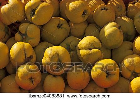 Stock Image - Frisch gepfluckte Quitten mit Tautropfen. Fotosearch