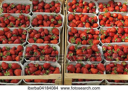 Picture - Frische Erdbeeren (Fragaria sp. ) in Schalen an einem Marktstand, Baden-Wurttemberg, Deutschland, Europa. Fotosearch