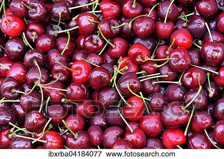 Frische Susskirschen (Prunus avium), Baden-Wurttemberg, Deutschland, Europa View Large Photo Image Stock Photo - Frische Susskirschen (Prunus avium), Baden-Wurttemberg, Deutschland, Europa. Fotosearch