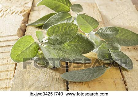 Stock Image - Frischer Salbei (Salvia officinalis). Fotosearch