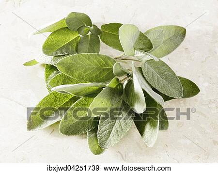 Stock Photo - Frischer Salbei (Salvia officinalis). Fotosearch