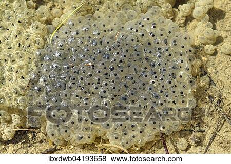 Stock Photo - Froschlaich im Wasser, Froscheier, Oberbayern, Bayern, Deutschland, Europa. Fotosearch