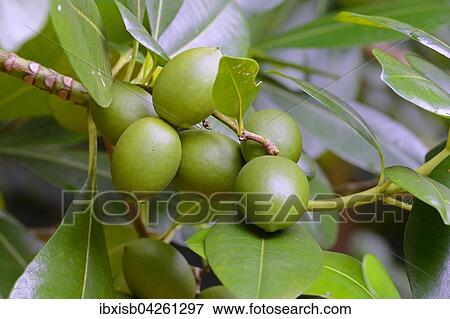 Stock Photo - Fruchte am Baum (Ochrosia oppositifolia), Insel Mahe, Seychellen, Afrika. Fotosearch