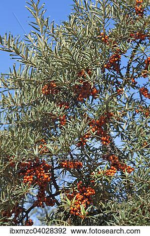 Fruchte vom Sanddorn (Hippophae rhamnoides) am Strauch, Ahrenshoop, Mecklenburg-Vorpommer, Deutschland, Europa View Large Photo Image Stock Image - Fruchte vom Sanddorn (Hippophae rhamnoides) am Strauch, Ahrenshoop, Mecklenburg-Vorpommer, Deutschland, Europa. Fotosearch