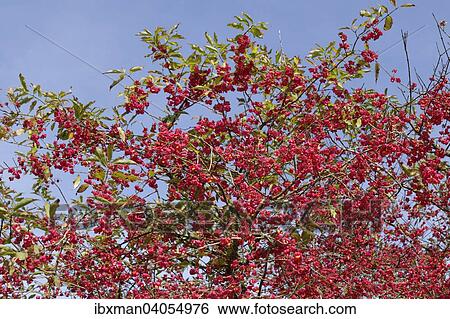 Fruchtstand, Gewohnlicher Spindelstrauch oder Gewohnliches Pfaffenhutchen (Euonymus europaeus), Bayern, Deutschland, Europa View Large Photo Image Stock Photograph - Fruchtstand, Gewohnlicher Spindelstrauch oder Gewohnliches Pfaffenhutchen (Euonymus europaeus), Bayern, Deutschland, Europa. Fotosearch