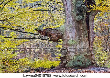 Fruhling im Hutewald, Hessen, Deutschland, Europa View Large Photo Image Stock Photo - Fruhling im Hutewald, Hessen, Deutschland, Europa. Fotosearch