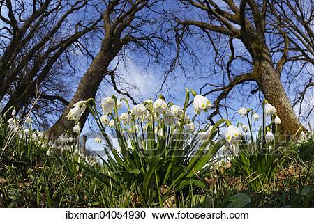 Fruhlings-Knotenblume, Marzenbecher (Leucojum vernum), Eurasburg, Oberbayern, Bayern, Deutschland, Europa View Large Photo Image Stock Image - Fruhlings-Knotenblume, Marzenbecher (Leucojum vernum), Eurasburg, Oberbayern, Bayern, Deutschland, Europa. Fotosearch
