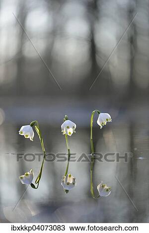 Fruhlings-Knotenblume oder Marzenbecher (Leucojum vernum), im Auwald bei Hochwasser, Leipzig, Sachsen, Deutschland, Europa View Large Photo Image Stock Image - Fruhlings-Knotenblume oder Marzenbecher (Leucojum vernum), im Auwald bei Hochwasser, Leipzig, Sachsen, Deutschland, Europa. Fotosearch