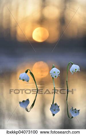 Fruhlings-Knotenblume oder Marzenbecher (Leucojum vernum), im Auwald bei Hochwasser zum Sonnenuntergang, Leipzig, Sachsen, Deutschland, Europa View Large Photo Image Stock Image - Fruhlings-Knotenblume oder Marzenbecher (Leucojum vernum), im Auwald bei Hochwasser zum Sonnenuntergang, Leipzig, Sachsen, Deutschland, Europa. Fotosearch