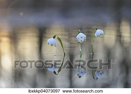 Fruhlings-Knotenblume oder Marzenbecher (Leucojum vernum), im Auwald bei Hochwasser, Leipzig, Sachsen, Deutschland, Europa View Large Photo Image Stock Photo - Fruhlings-Knotenblume oder Marzenbecher (Leucojum vernum), im Auwald bei Hochwasser, Leipzig, Sachsen, Deutschland, Europa. Fotosearch
