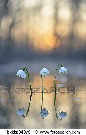 Fruhlings-Knotenblume oder Marzenbecher (Leucojum vernum), im Auwald bei Hochwasser zum Sonnenuntergang, Leipzig, Sachsen, Deutschland, Europa View Large Photo Image Stock Photo - Fruhlings-Knotenblume oder Marzenbecher (Leucojum vernum), im Auwald bei Hochwasser zum Sonnenuntergang, Leipzig, Sachsen, Deutschland, Europa. Fotosearch