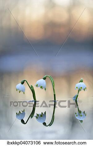 Fruhlings-Knotenblume oder Marzenbecher (Leucojum vernum), im Auwald bei Hochwasser, Leipzig, Sachsen, Deutschland, Europa View Large Photo Image Stock Photograph - Fruhlings-Knotenblume oder Marzenbecher (Leucojum vernum), im Auwald bei Hochwasser, Leipzig, Sachsen, Deutschland, Europa. Fotosearch