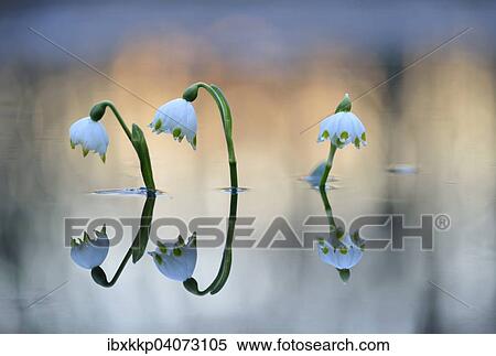 Fruhlings-Knotenblume oder Marzenbecher (Leucojum vernum), im Auwald bei Hochwasser, Leipzig, Sachsen, Deutschland, Europa View Large Photo Image Stock Photography - Fruhlings-Knotenblume oder Marzenbecher (Leucojum vernum), im Auwald bei Hochwasser, Leipzig, Sachsen, Deutschland, Europa. Fotosearch