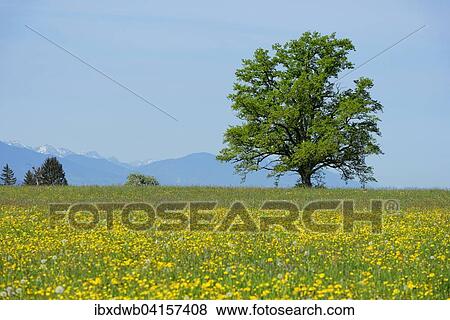 Fruhlingswiesen mit einzelnem freistehendem Baum, Sonnenhofen, Konigsdorf, Oberbayern, Bayern, Deutschland, Europa View Large Photo Image Stock Photo - Fruhlingswiesen mit einzelnem freistehendem Baum, Sonnenhofen, Konigsdorf, Oberbayern, Bayern, Deutschland, Europa. Fotosearch
