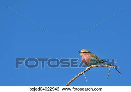 Gabelracke (Coracias caudatus) auf einem Zweig, Etosha-Nationalpark, Namibia, Afrika View Large Photo Image Stock Image - Gabelracke (Coracias caudatus) auf einem Zweig, Etosha-Nationalpark, Namibia, Afrika. Fotosearch
